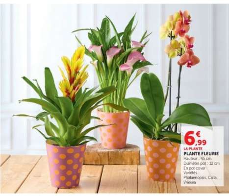 Plante fleurie