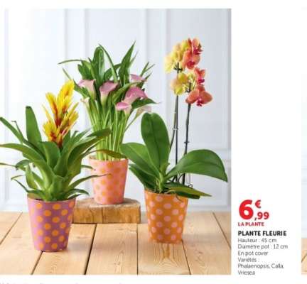 Plante fleurie