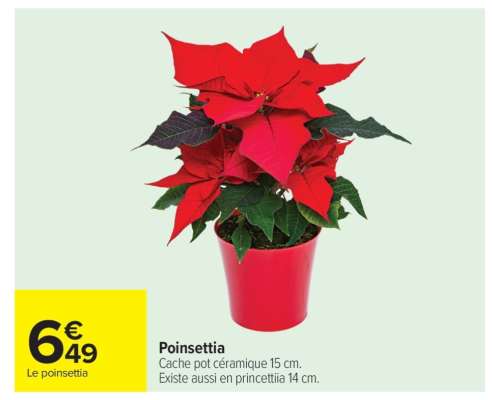 Poinsettia