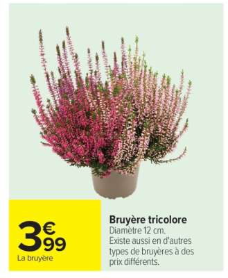 Bruyère tricolore