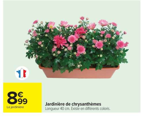 Jardinière de chrysanthèmes