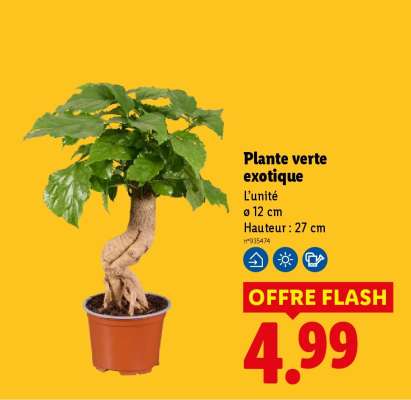 Plante verte exotique