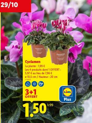Cyclamen