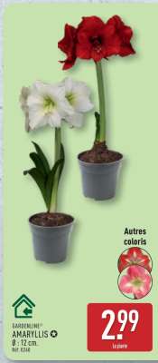 Amaryllis