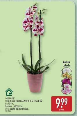 ORCHIDÉE PHALAENOPSIS 2 TIGES